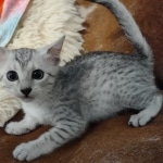 Mau silver female DOB 4/13/22