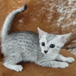 Mau silver female DOB 4/13/22