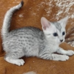 Mau silver female DOB 4/13/22