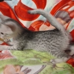 Mau silver female DOB 4/13/22