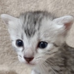 Mau silver female DOB 4/13/22