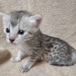 Mau silver female DOB 4/13/22