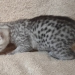 Mau silver female DOB 4/13/22