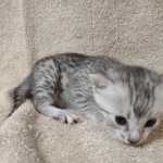 Mau silver female DOB 4/13/22