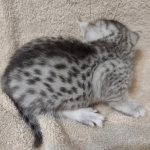 Mau silver female DOB 4/13/22