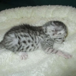 Egyptian Mau, silver Female, DOB 4-20-17