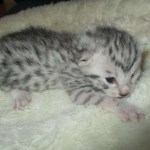 Egyptian Mau, silver Female, DOB 4-20-17