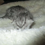 Egyptian Mau, silver Female, DOB 4-20-17