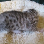 Egyptian Mau, silver Female, DOB 4-20-17