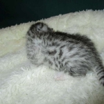 Egyptian Mau, silver Female, DOB 4-20-17