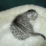 Egyptian Mau, silver Female, DOB 4-20-17