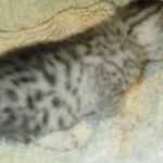 Egyptian Mau, silver Female, DOB 4-20-17