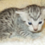 Egyptian Mau, silver Female, DOB 4-20-17