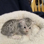 Egyptian Mau, silver Female, DOB 4-20-17