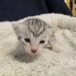 Egyptian Mau, silver Female, DOB 4-20-17