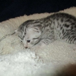 Egyptian Mau, silver Female, DOB 4-20-17