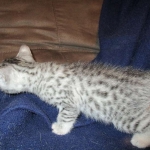 Egyptian Mau, silver Female, DOB 4-20-17