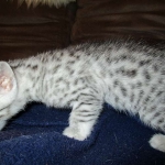 Egyptian Mau, silver Female, DOB 4-20-17