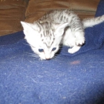 Egyptian Mau, silver Female, DOB 4-20-17