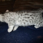Egyptian Mau, silver Female, DOB 4-20-17