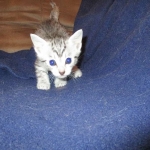 Egyptian Mau, silver Female, DOB 4-20-17