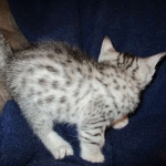 Egyptian Mau, silver Female, DOB 4-20-17