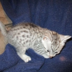 Egyptian Mau, silver Female, DOB 4-20-17