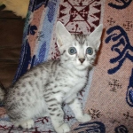 Egyptian Mau, silver Female, DOB 4-20-17