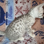Egyptian Mau, silver Female, DOB 4-20-17