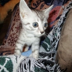 Egyptian Mau, silver Female, DOB 4-20-17