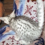 Egyptian Mau, silver Female, DOB 4-20-17