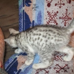 Egyptian Mau, silver Female, DOB 4-20-17