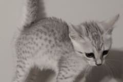 Egyptian Mau Silver female #1 DOB 4-7-24