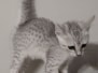 Egyptian Mau Silver female #1 DOB 4-7-24