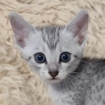 Egyptian Mau silver female