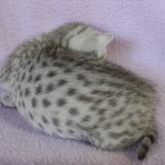 Egyptian Mau silver female