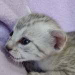 Egyptian Mau silver female