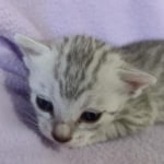 Egyptian Mau silver female