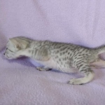 Egyptian Mau silver female