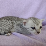 Egyptian Mau silver female