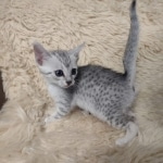 Egyptian Mau silver female