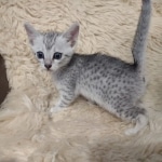 Egyptian Mau silver female