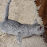 Egyptian Mau silver female