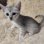Egyptian Mau silver female