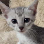 Egyptian Mau silver female