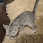 Egyptian Mau silver female
