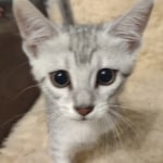 Egyptian Mau silver female