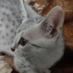 Egyptian Mau silver female
