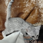 Egyptian Mau silver female