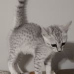 Egyptian Mau silver female